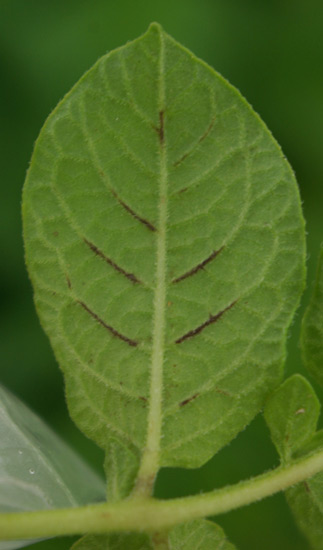 Photo of symptoms of PVY on potato leaves