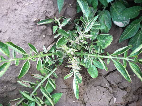 Photo of potato plant with a seed-borne infection of the aster yellows phytoplasma
