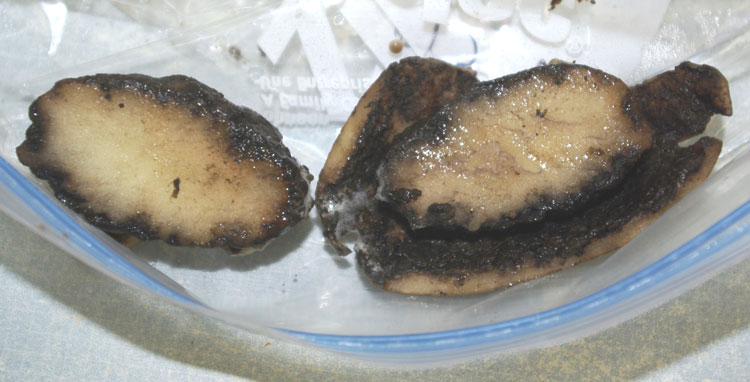 Photo of symptioms of bacterial ring rot on potato tuber