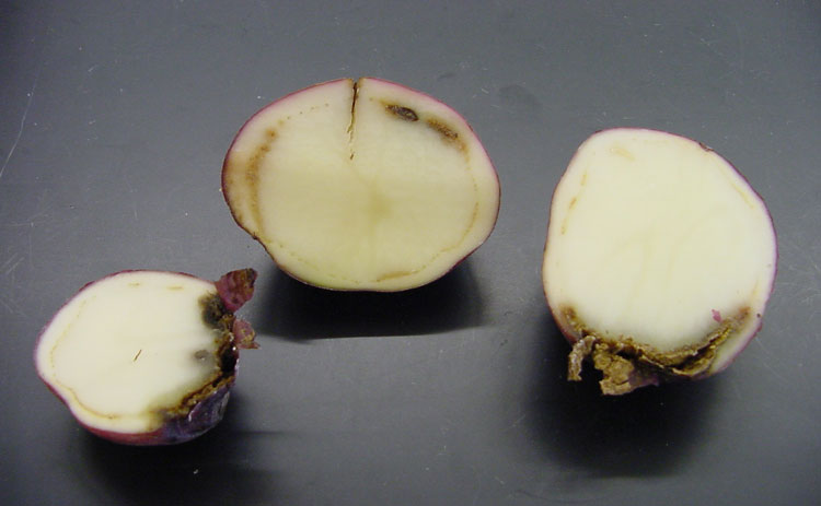 Photo of bacterial ring rot on potato
