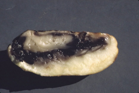 Photo of potato tuber with typical soft rot symptoms