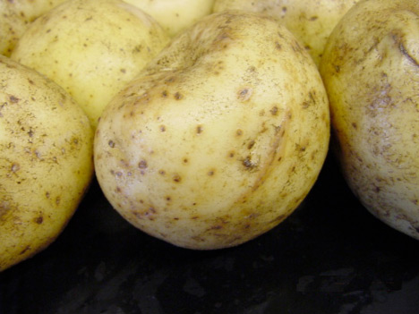 Photo of symptoms of lenticel spot from bacterial infection at the tuber lenticels after washing