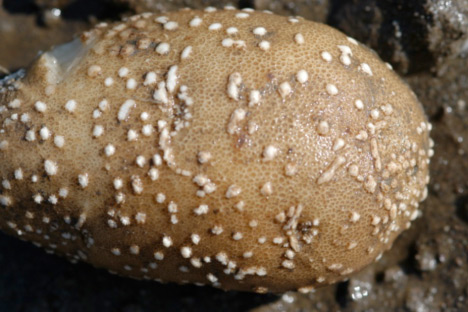 Photo of enlarged lenticels on a tuber resulting from exposure of the tuber to excessively wet soil conditions