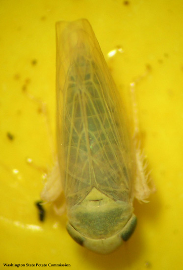 Photo of an adult beet leafhopper