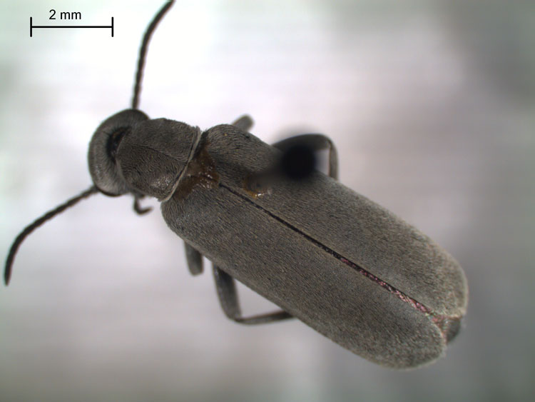 Close-up photo of blister beetle