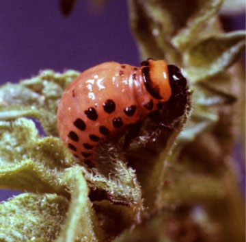Photo of mature larval Colorado potato beetle