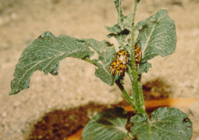 Photo of adult Colorado potato beetle