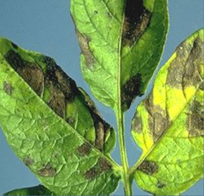 Photo of early blight lesion on potato leaf