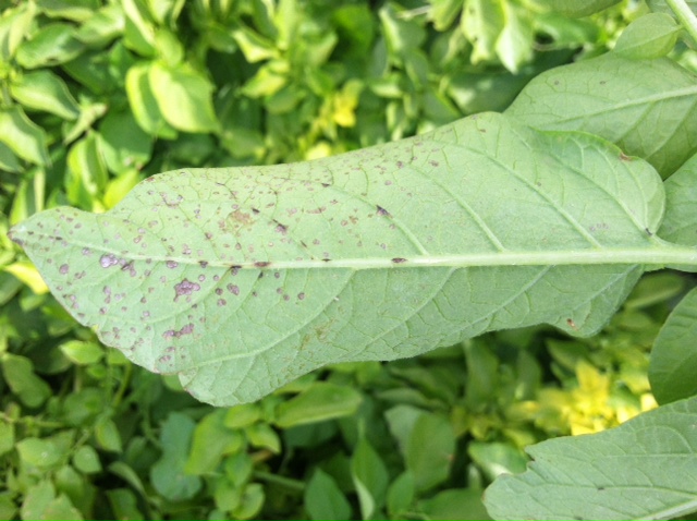 Possible symptoms of ozone or air pollution injury to potato crops.