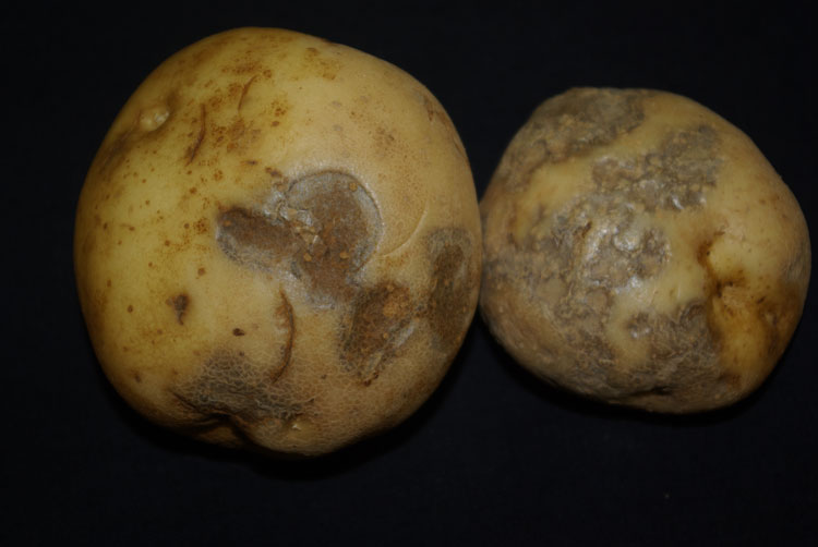 Photo of symptoms of pink eye of potato tubers