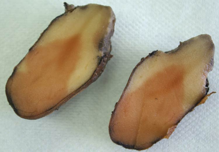 Photo of infection of pink rot of potato