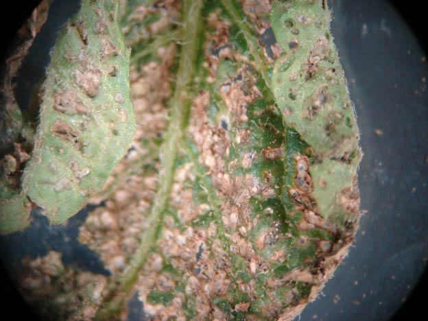 Photo of potato flea beetle damage on potato foliage