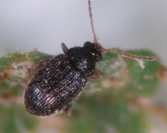 Photo of potato flea beetle