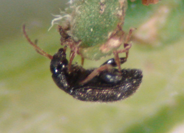 Photo of potato flea beetle showing enlarged hind legs