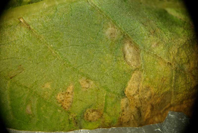 Photo of Thrip damage on potato leaf