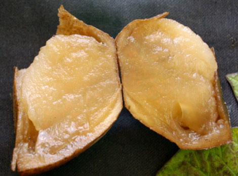 Photo of a typical potato seed piece associated with TSPS