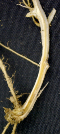 Photo of ascular discoloration in the potato stem just above where the seed piece was attached