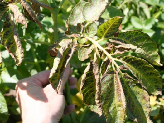 Photo of potato leaves showing interveinal chlorosis and bronzing