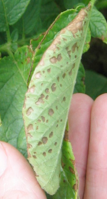Photo of symptomatic potato plant showing wilting symptoms
