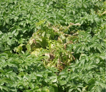 Photo of ymptomatic plant showing wilt symptoms