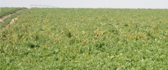 Photo of potato field with several plants showing TSPS symptoms