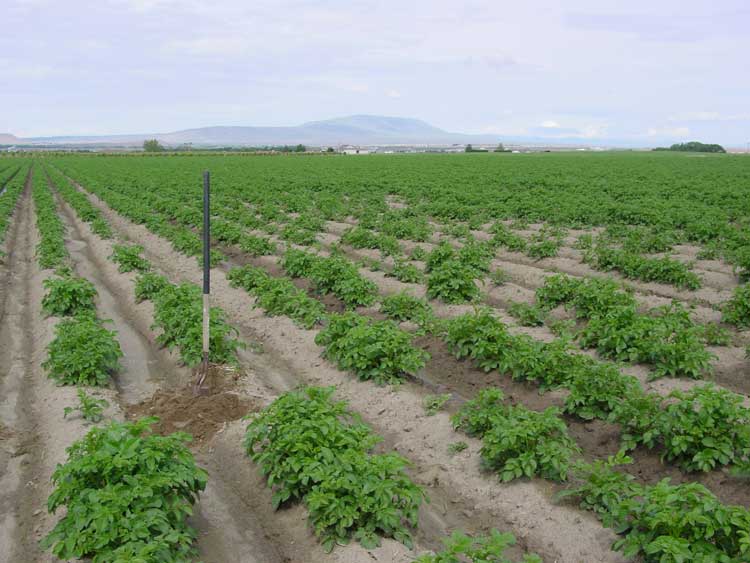 Photo of Poor emergence of plants in a potato crop associated with feeding damage by trichodorid nematodes vectoring Tobacco rattle virus