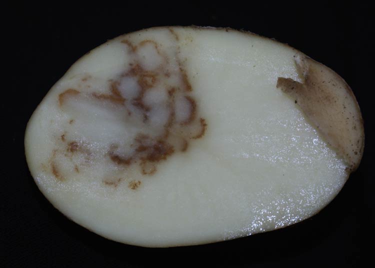 Photo of symptoms of Corky ring spot on potato