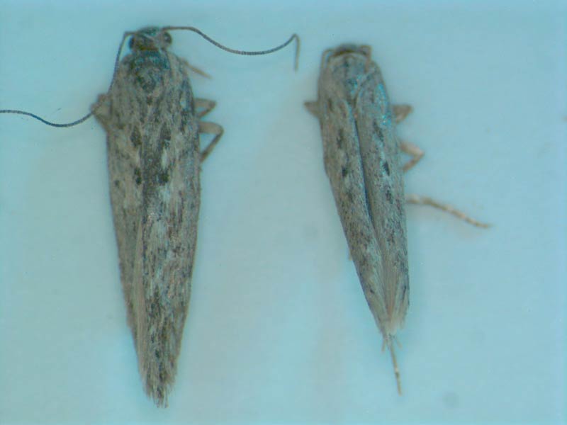 Photo of tuberworm adults. Female on left, male on right
