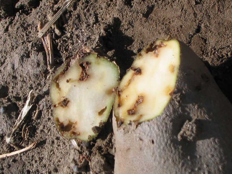 Photo of potato tuberworm larval damage to potato tubers