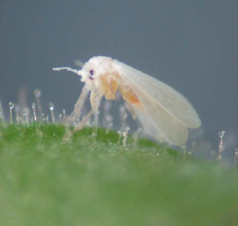 Photo of whitefly adult