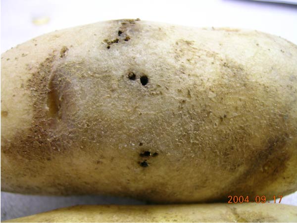 Photo of wireworm damage to potato tuber visible as <1/16 inch holes that lead to tunnels beneath the surface