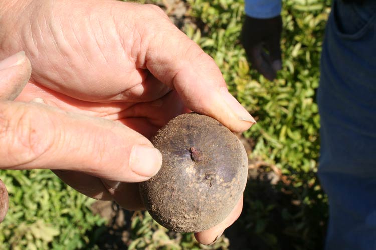 Photo of pinkish discoloration of the stem end of a tuber.