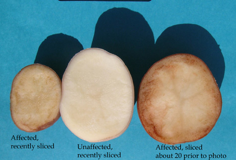 Photo of tuber symptoms post peeling.