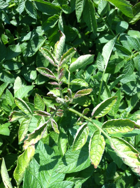 Early foliar symptoms of a potato plant infected with the zebra chip pathogen.
