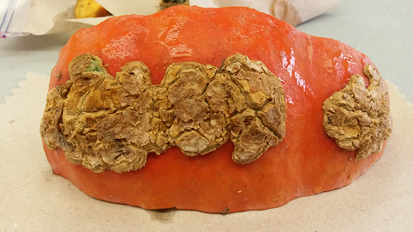 Close-up view of severe edema symptoms on a pumpkin.