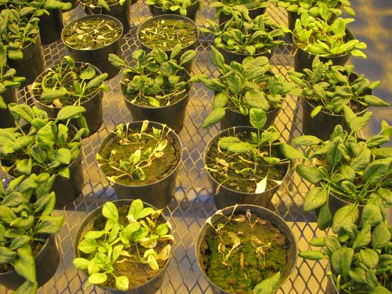 Photo showing variation in severity of Fusarium wilt of spinach