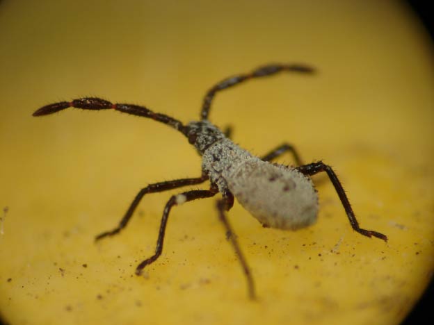 Photo of squash bug mymph