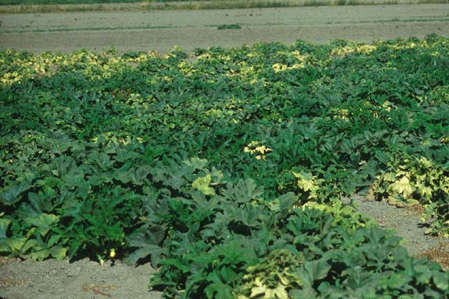 Photo showing curly top symptoms on acorn squash crop