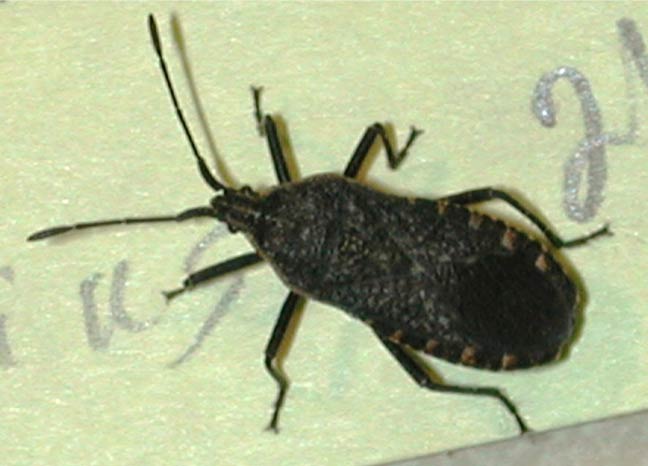 Photo of squash bug adult