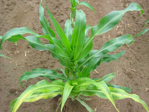 Photo of sweet corn showing mottling from HPV in foreground and normal plant in background