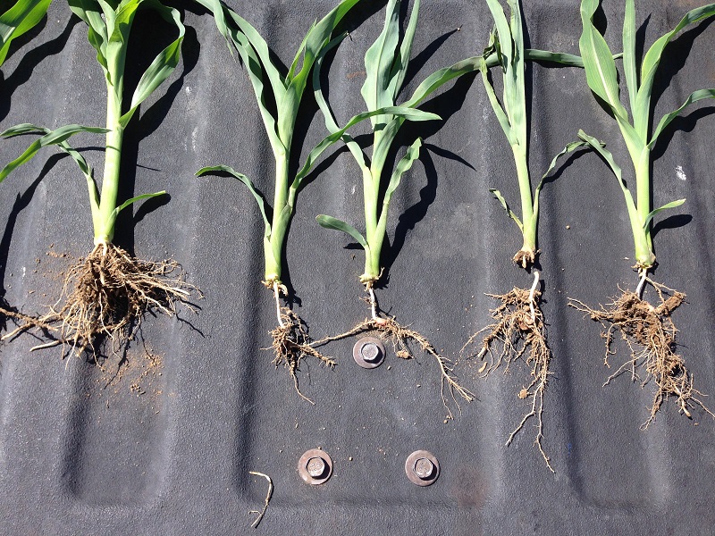 Sweet corn root damage caused by the herbicide Prowl (pendimethalin).