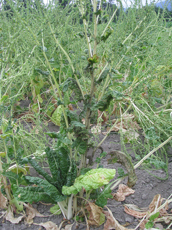 Aphids in a Swiss chard seed crop. Note the blackened stems and leaves as a result of sooty mold fungi growing on the honeydew exudate (sugary, sticky exudate) produced by the aphids. 