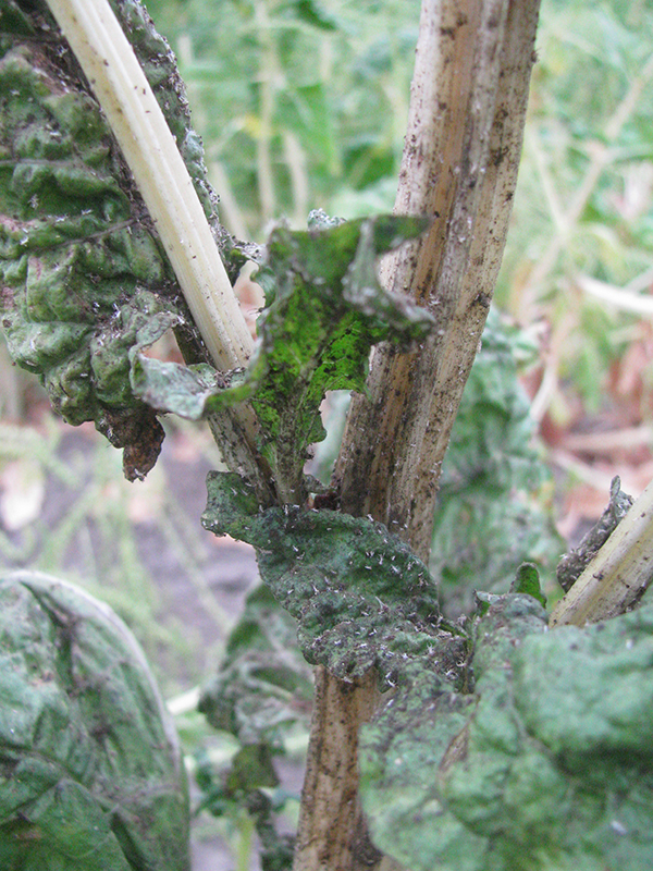 Close-up image of aphids on a Swiss chard plant in a seed crop. Note the blackened stems and leaves as a result of sooty mold fungi growing on the honeydew exudate (sugary, sticky exudate) produced by the aphids, as well as the shriveled white cast ‘skins’ produced by aphids as they moult.