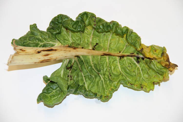Photo of damage to a swiss chard leaf as result of injury by lygus bugs