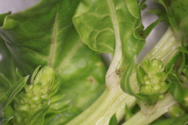 Photo of an early nymphal instar of a lygus bug on a Swiss chard plant in a seed crop