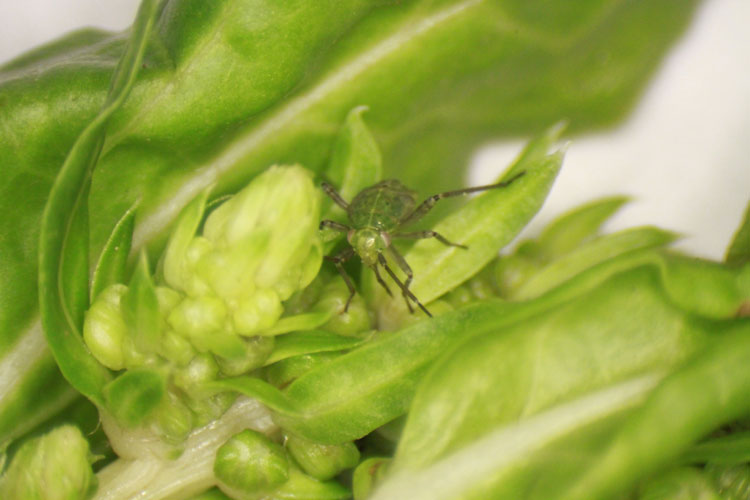 An early nymphal instar of a lygus bug on a Swiss chard plant in a seed crop.