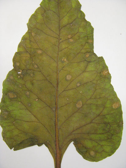 Photo of necrotic leaf spots caused by Ramularia beticola