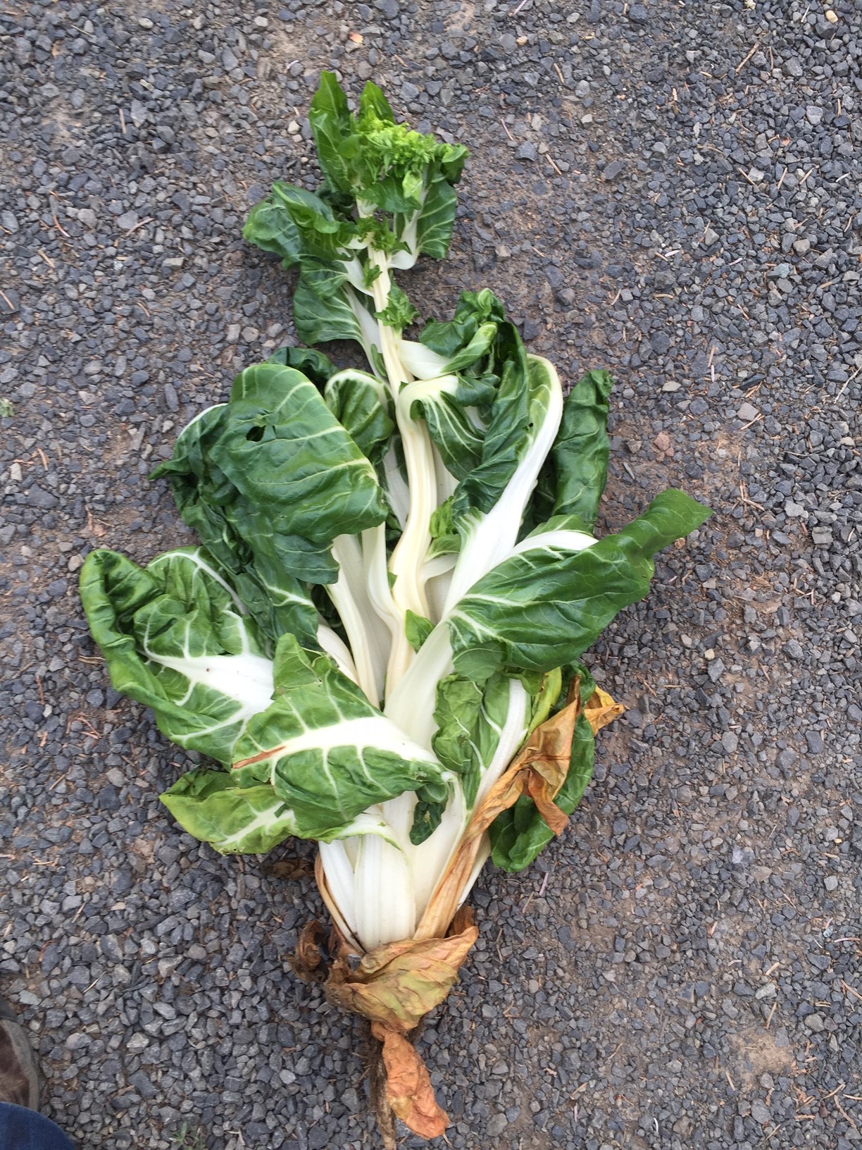 Symptomatic plants from a Swiss chard seed crop resulting from injury after application of a combination of herbicides.