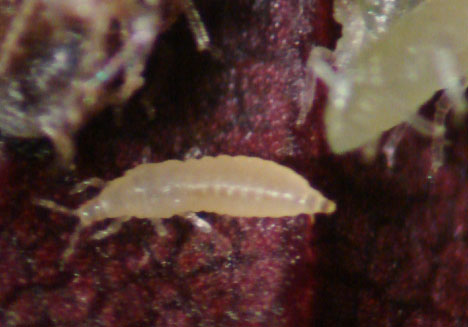 Photo of immature Western flower thrips