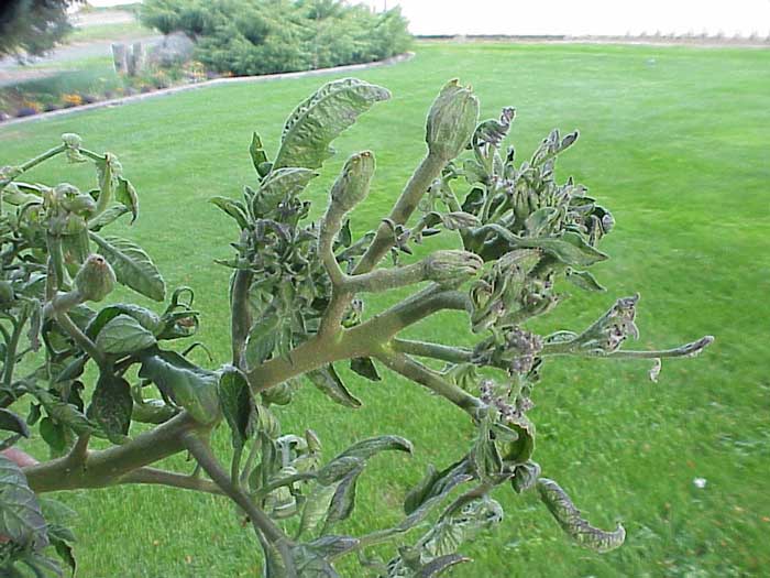 Photo of big bud symptoms on tomato leaves